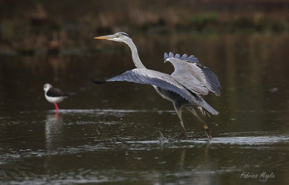 Airone cenerino - Grey heron (Ardea cinerea)