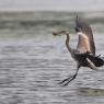 Airone cenerino - Grey heron (Ardea cinerea)