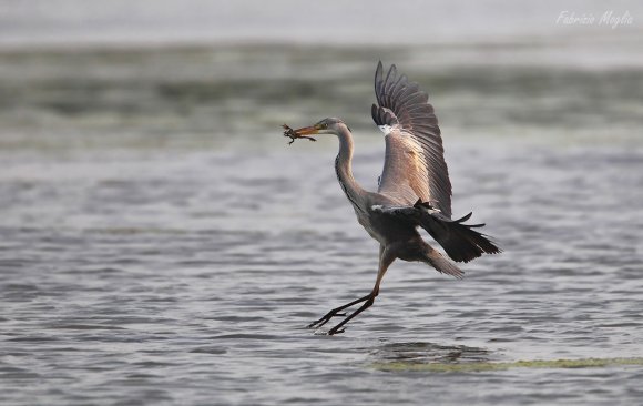 Airone cenerino - Grey heron (Ardea cinerea)