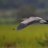 Airone cenerino - Grey heron (Ardea cinerea)