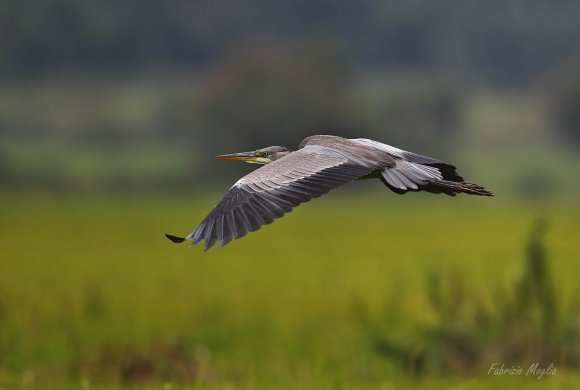 Airone cenerino - Grey heron (Ardea cinerea)