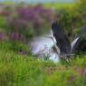 Airone cenerino - Grey heron (Ardea cinerea)