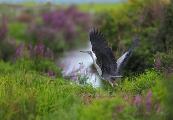 Airone cenerino - Grey heron (Ardea cinerea)