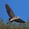 Airone cenerino - Grey heron (Ardea cinerea)