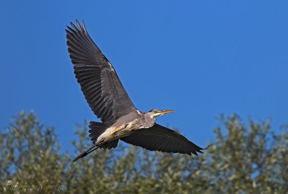 Airone cenerino - Grey heron (Ardea cinerea)