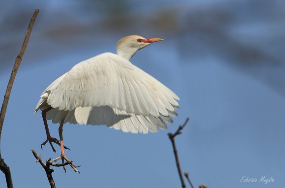 Airone guardabuoi - Cattle egret (Bubulcus ibis)