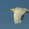 Airone guardabuoi - Cattle egret (Bubulcus ibis)