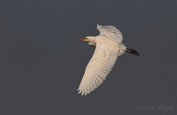 Airone guardabuoi - Cattle egret (Bubulcus ibis)