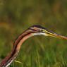 Airone rosso - Purple heron (Ardea purpurea)