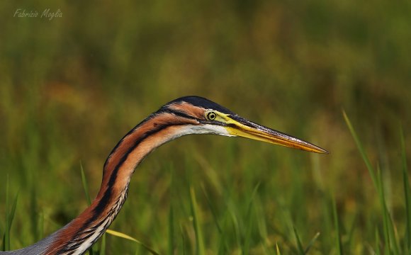 Airone rosso - Purple heron (Ardea purpurea)