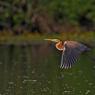 Airone rosso - Purple heron (Ardea purpurea)