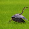 Airone rosso - Purple heron (Ardea purpurea)