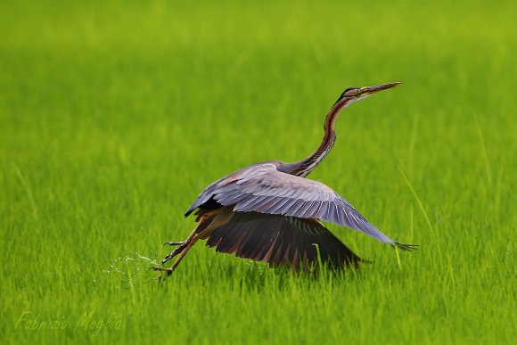 Airone rosso - Purple heron (Ardea purpurea)