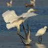 Airone bianco maggiore - Great egret (Ardea alba)