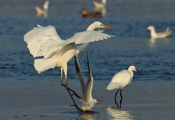 Airone bianco maggiore - Great egret (Ardea alba)