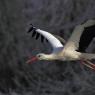 Cicogna - White stork (Ciconia ciconia)