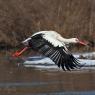 Cicogna - White stork (Ciconia ciconia)