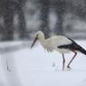 Cicogna - White stork (Ciconia ciconia)