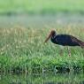 Cicogna nera - Black stork (Ciconia nigra)