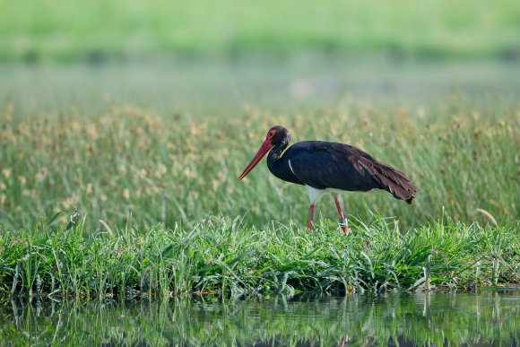 Cicogna nera - Black stork (Ciconia nigra)