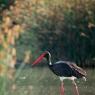 Cicogna nera - Black stork (Ciconia nigra)