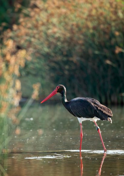 Cicogna nera - Black stork (Ciconia nigra)