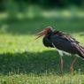 Cicogna nera - Black stork (Ciconia nigra)