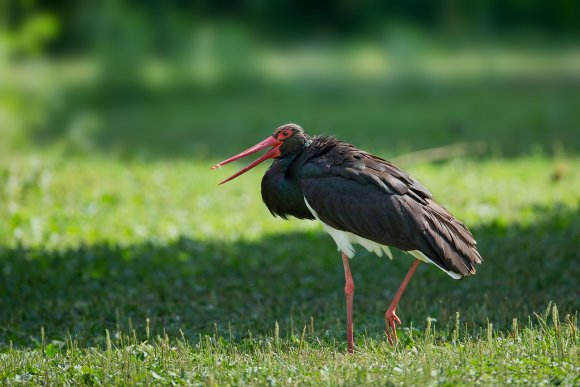 Cicogna nera - Black stork (Ciconia nigra)