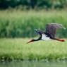 Cicogna nera - Black stork (Ciconia nigra)