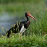 Cicogna nera - Black stork (Ciconia nigra)