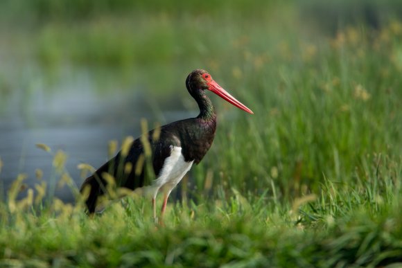 Cicogna nera - Black stork (Ciconia nigra)