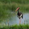Cicogna nera - Black stork (Ciconia nigra)