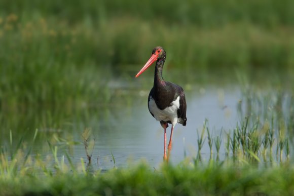 Cicogna nera - Black stork (Ciconia nigra)