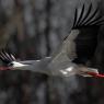 Cicogna - White stork (Ciconia ciconia)
