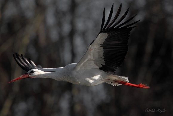 Cicogna - White stork (Ciconia ciconia)