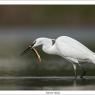 Garzetta - Little egret (Egretta garzetta)