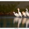 Airone guardabuoi - Cattle egret (Bubulcus ibis)