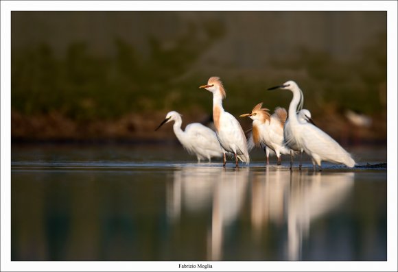 Airone guardabuoi - Cattle egret (Bubulcus ibis)