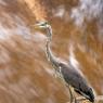 Airone cenerino - Grey heron (Ardea cinerea)