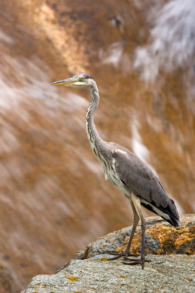 Airone cenerino - Grey heron (Ardea cinerea)