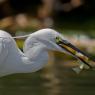 Garzetta - Little egret (Egretta garzetta)