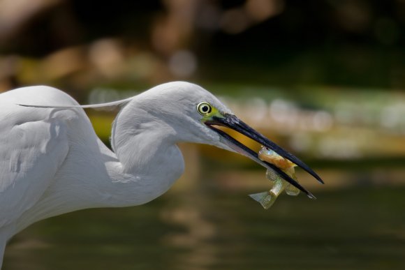 Garzetta - Little egret (Egretta garzetta)