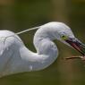 Garzetta - Little egret (Egretta garzetta)