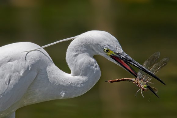 Garzetta - Little egret (Egretta garzetta)