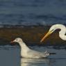 Airone bianco maggiore - Great egret (Ardea alba)