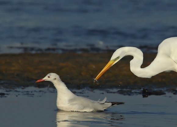 Airone bianco maggiore - Great egret (Ardea alba)