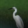 Garzetta - Little egret (Egretta garzetta)