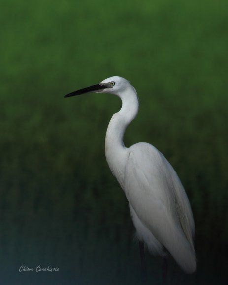 Garzetta - Little egret (Egretta garzetta)