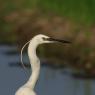 Garzetta - Little egret (Egretta garzetta)