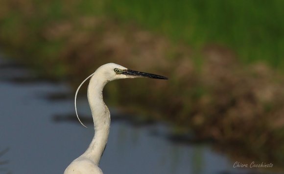 Garzetta - Little egret (Egretta garzetta)